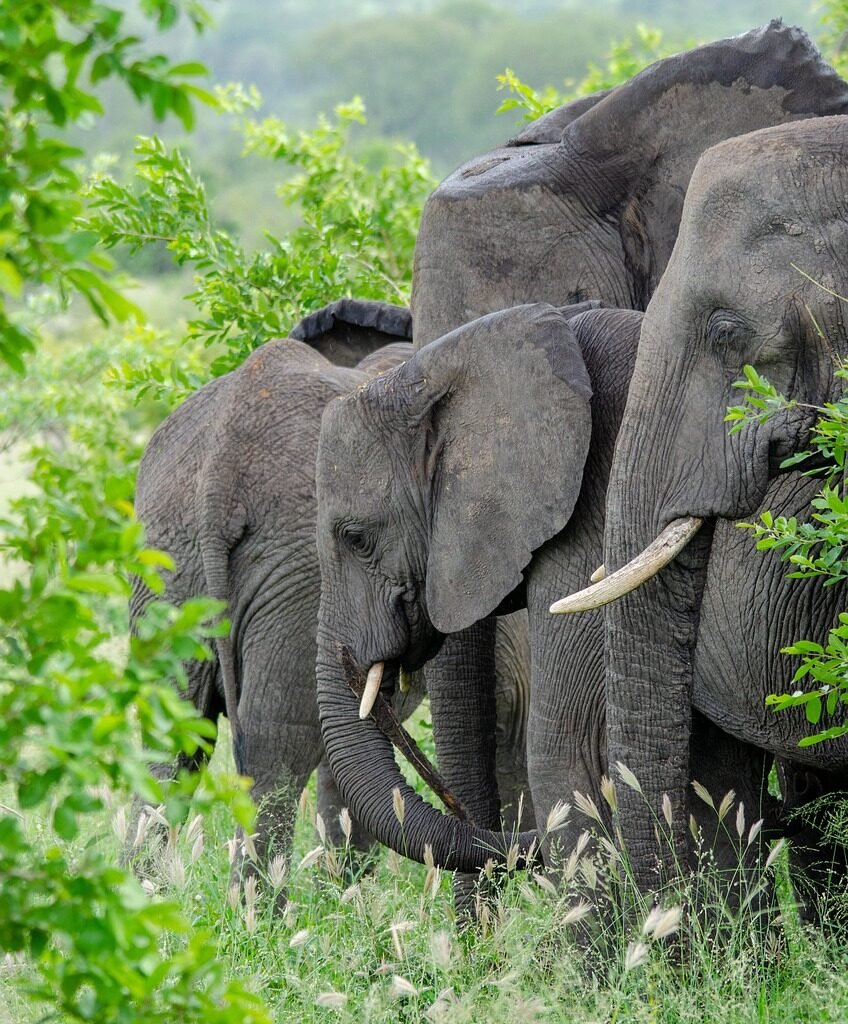 elephant, pachyderm, tusks, mpumalanga, kruger national park, mpumalanga, mpumalanga, mpumalanga, kruger national park, kruger national park, kruger national park, kruger national park, kruger national park